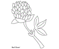 Red Clover01