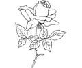 Rose 05