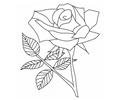 Rose 2 Lrg
