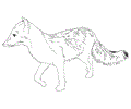 Gray fox
