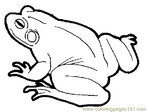 Coloring Frog1