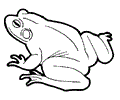 Coloring Frog1