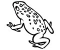 Golden Poison Frog