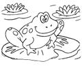 Frog7