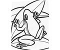 Frog8