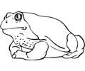 Frog (11)