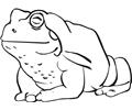 Frog (13)