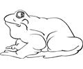 Frog (14)