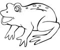 Frog (6)