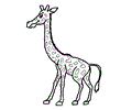 Giraffe11
