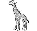 Giraffe18