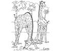 Giraffe 26