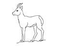Chamois goat antelope