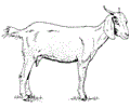 Goat in milk