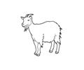 Goat beheard