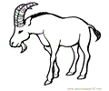 Goat weak