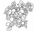 55 Different Grape Faces