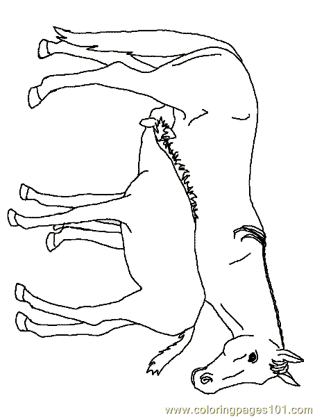 Horse Coloring Page 33