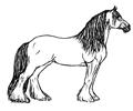 Horse Picture (2)