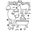 Horse Picture