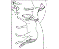 Horse Coloring Page 24