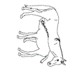Horse Coloring Page 33