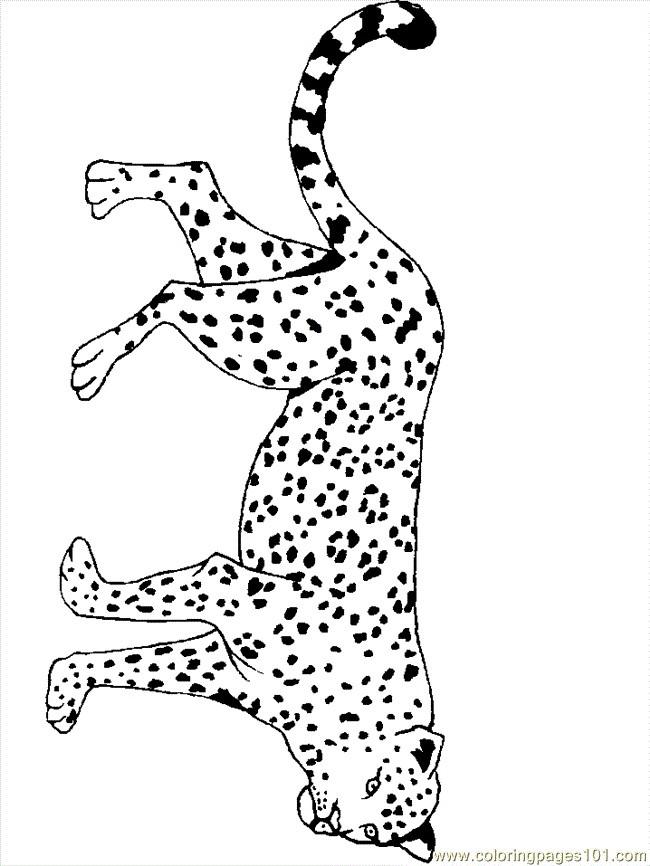 jaguar animal coloring pages - photo #49