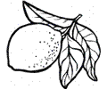 Lemon 10