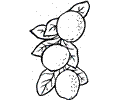 Lemon 7
