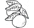 Lemon 8