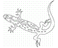1lizard Clr