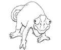 Lizard 05