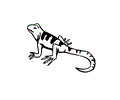 Lizard