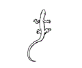 Lizard