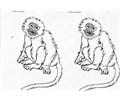 Monkey Coloring