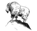 Mountain Goat