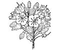 Mountain Laurel Flower 1 Lg