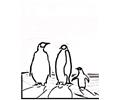 Family Of Penguins