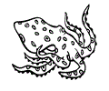 Blue Ringed Octopus