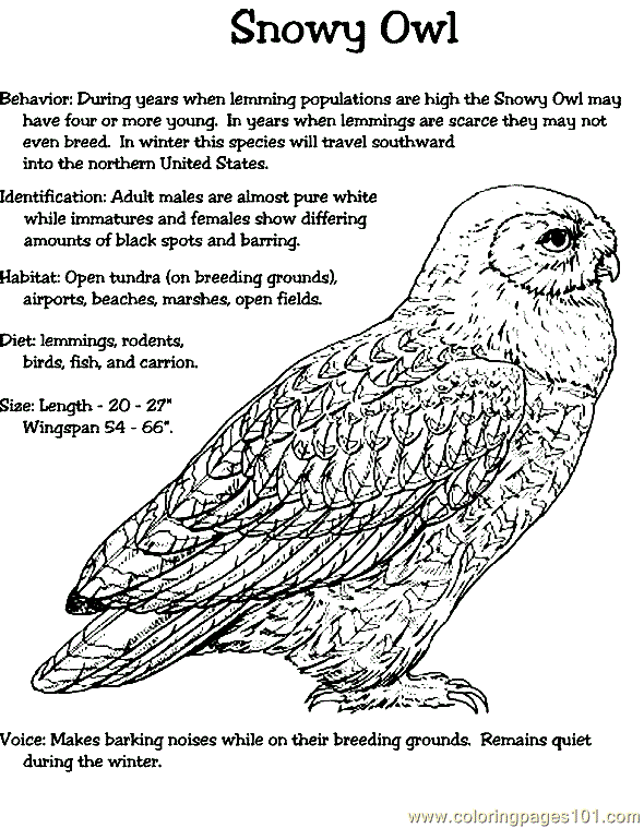 Owl Coloring Page 001 (20)