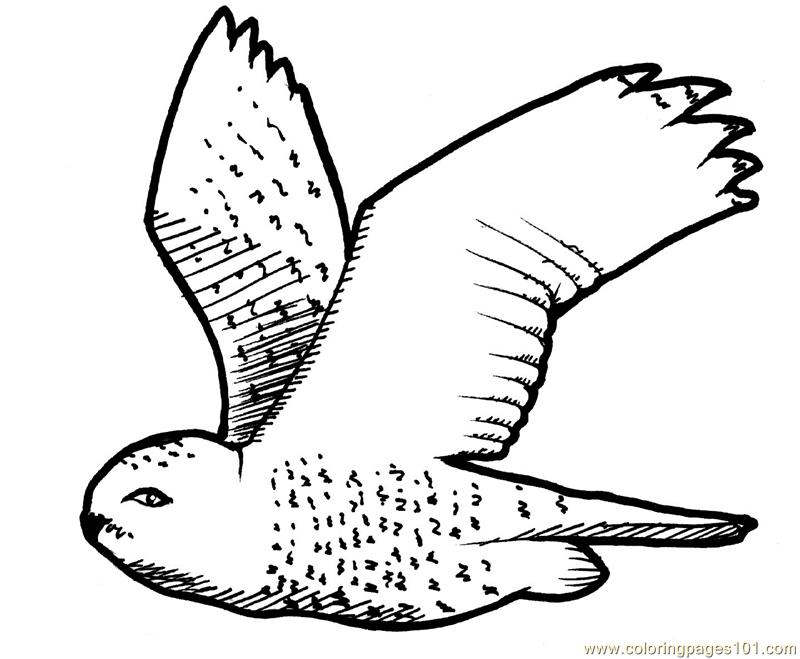 Coloring Pages Flying owl (Birds > Owl) - free printable coloring page ...
