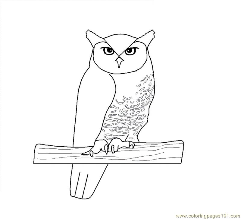 Coloring Pages Owl (Birds > Owl) - free printable coloring page online