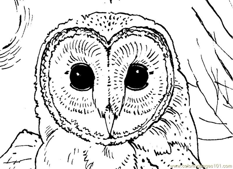 Owl face coloring page - Free Printable Coloring Pages