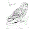 Owl 1