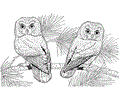 Owl