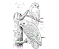 Two owls on tree