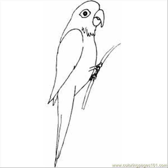 macaw coloring pages - photo #50
