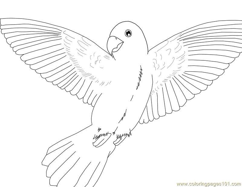macaw coloring pages to print - photo #21