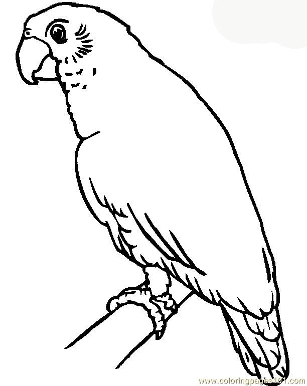 macaw parrot coloring pages - photo #49