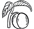 Peach 10